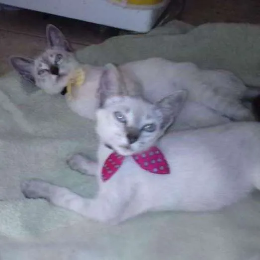 Gato ra a siamês claro idade 2 a 6 meses nome sem nome