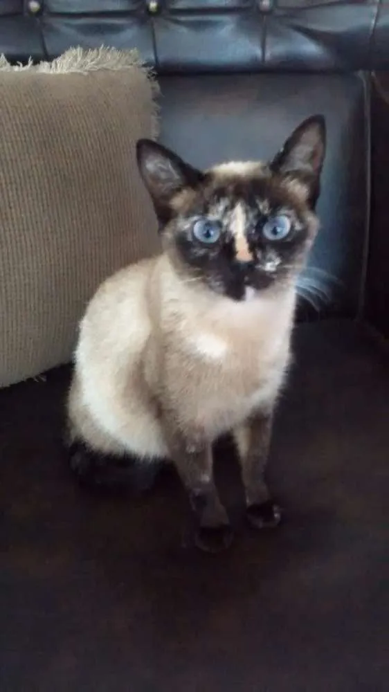 Gato ra a Srd idade 2 a 6 meses nome Não sei o nome