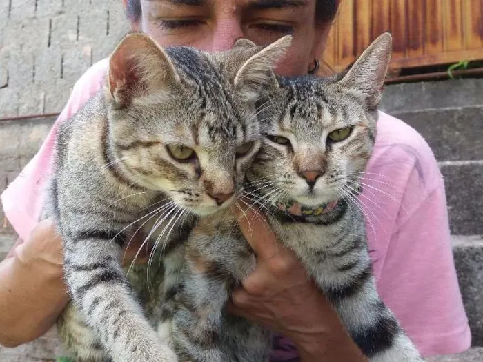 Gato ra a SRD idade 2 a 6 meses nome Melzinha e Florzinha