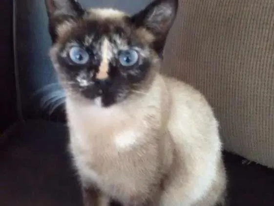 Gato ra a Srd idade 2 a 6 meses nome Não sei o nome