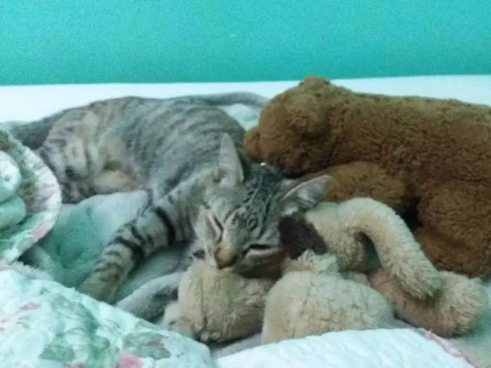 Gato ra a SRD idade 2 a 6 meses nome Melzinha e Florzinha