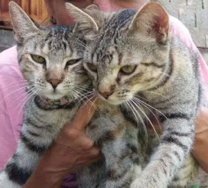 Gato raça SRD idade 2 a 6 meses nome Melzinha e Florzinha