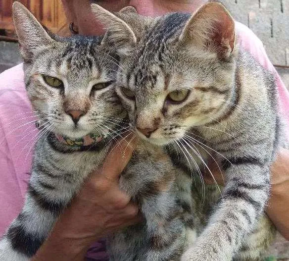 Gato ra a SRD idade 2 a 6 meses nome Melzinha e Florzinha