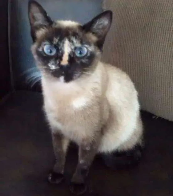 Gato ra a Srd idade 2 a 6 meses nome Não sei o nome