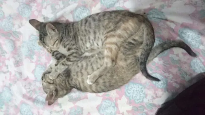 Gato ra a SRD idade 2 a 6 meses nome Melzinha e Florzinha