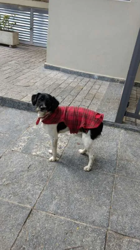 Cachorro ra a Vira Lata idade 7 a 11 meses nome Cuco