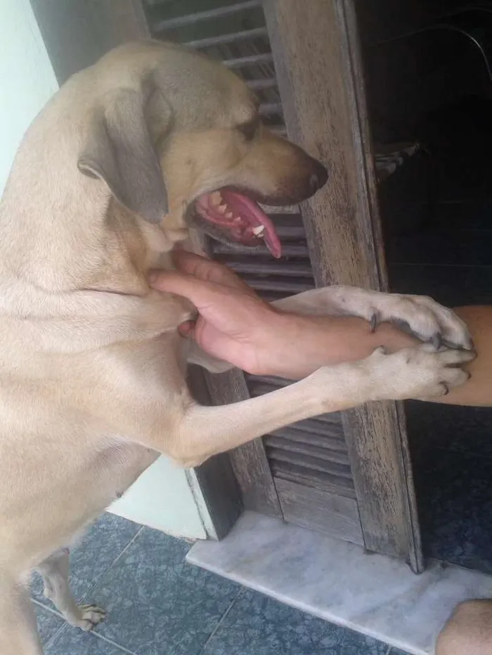 Cachorro ra a Sem raça idade 1 ano nome Pretinha