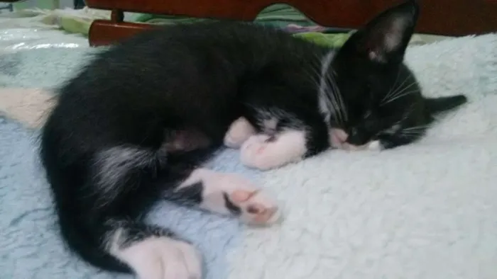 Gato ra a Indefinida idade 2 a 6 meses nome FRAJOLA, WHYSKAS E R