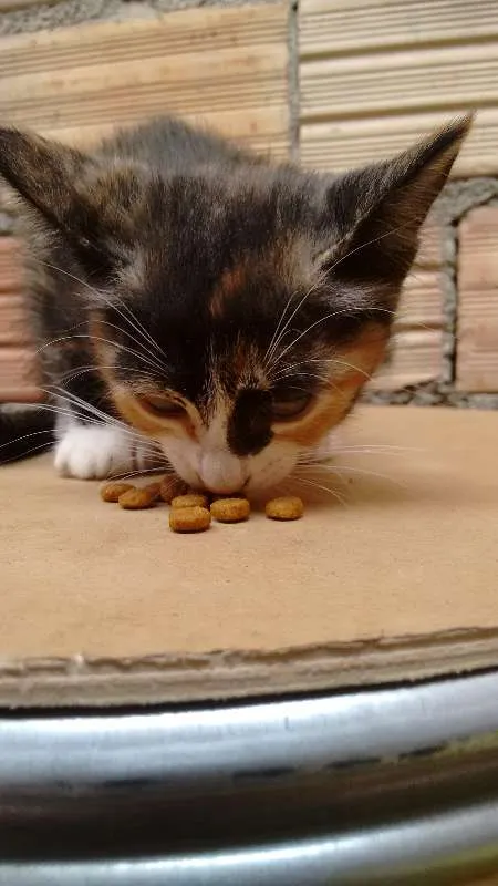 Gato ra a Indefinida idade 2 a 6 meses nome FRAJOLA, WHYSKAS E R