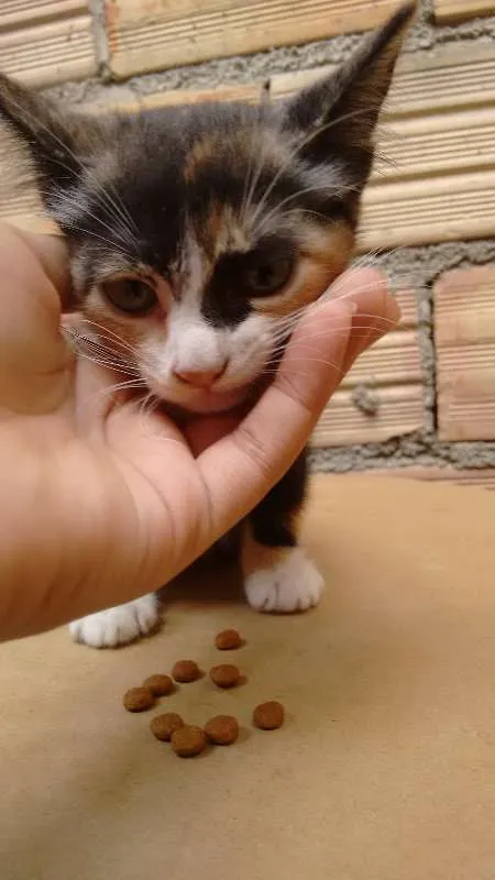 Gato ra a Indefinida idade 2 a 6 meses nome FRAJOLA, WHYSKAS E R