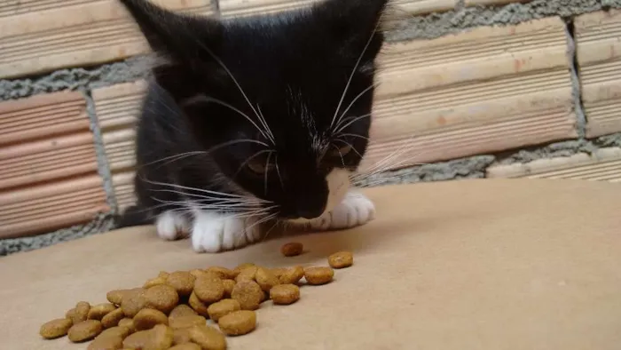 Gato ra a Indefinida idade 2 a 6 meses nome FRAJOLA, WHYSKAS E R