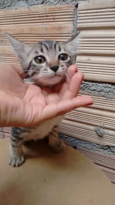 Gato ra a Indefinida idade 2 a 6 meses nome FRAJOLA, WHYSKAS E R