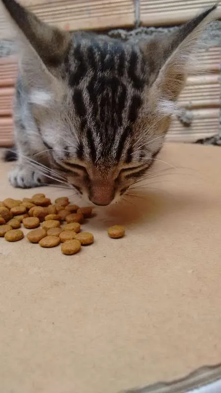 Gato ra a Indefinida idade 2 a 6 meses nome FRAJOLA, WHYSKAS E R