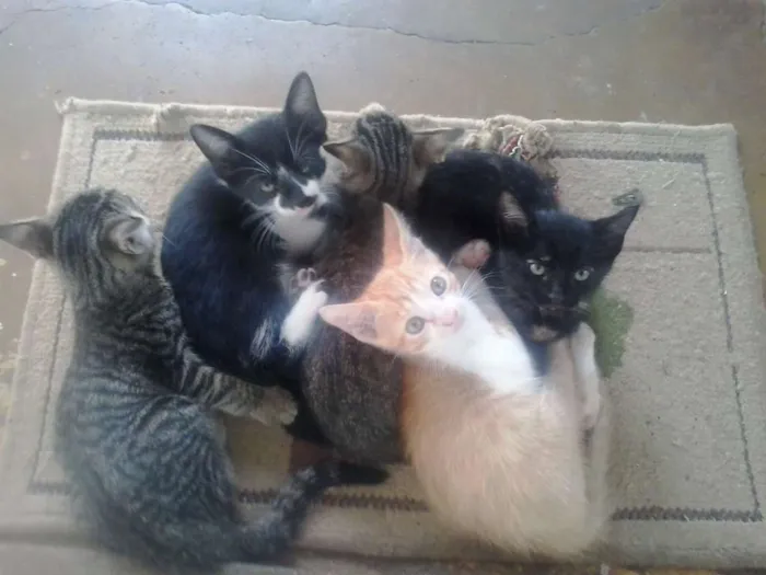 Gato raça  idade 2 a 6 meses nome Filhotes