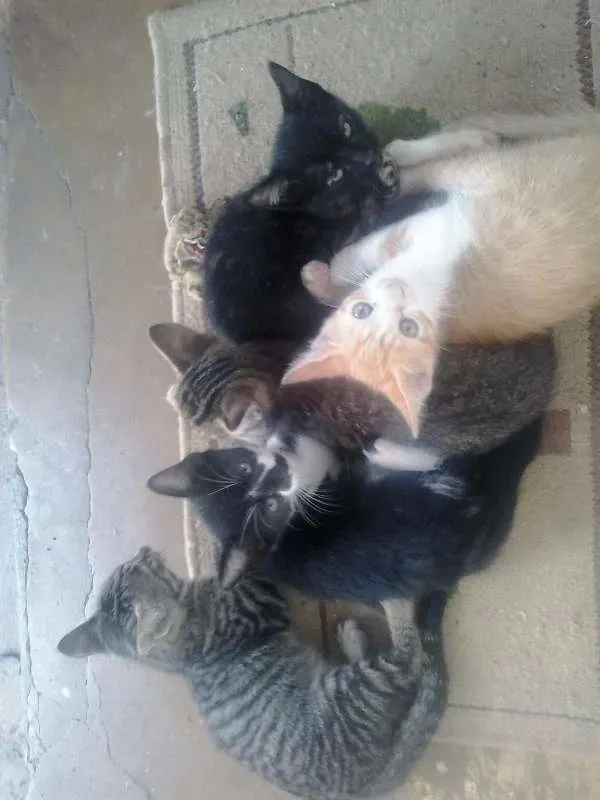 Gato raça  idade 2 a 6 meses nome Filhotes