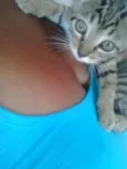 Filhotes