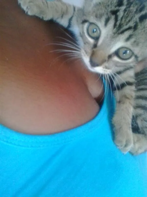 Gato raça  idade 2 a 6 meses nome Filhotes