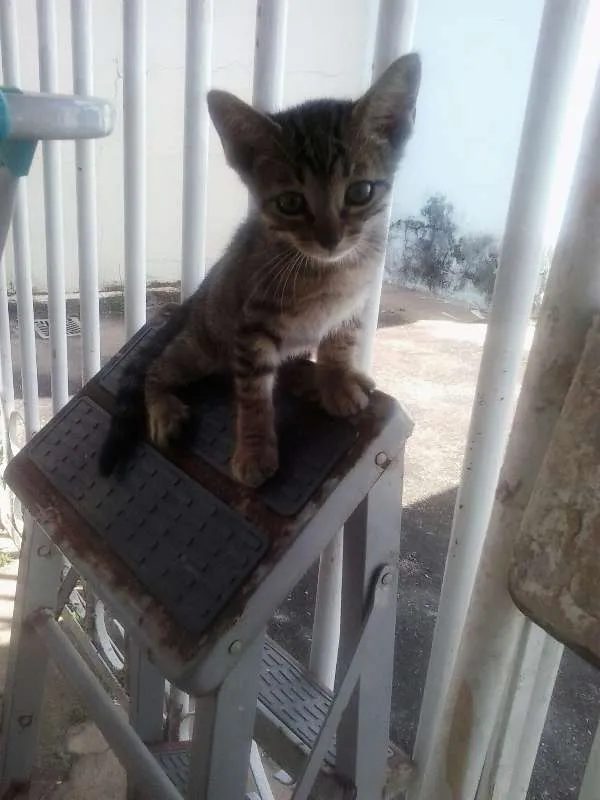 Gato raça  idade 2 a 6 meses nome Filhotes