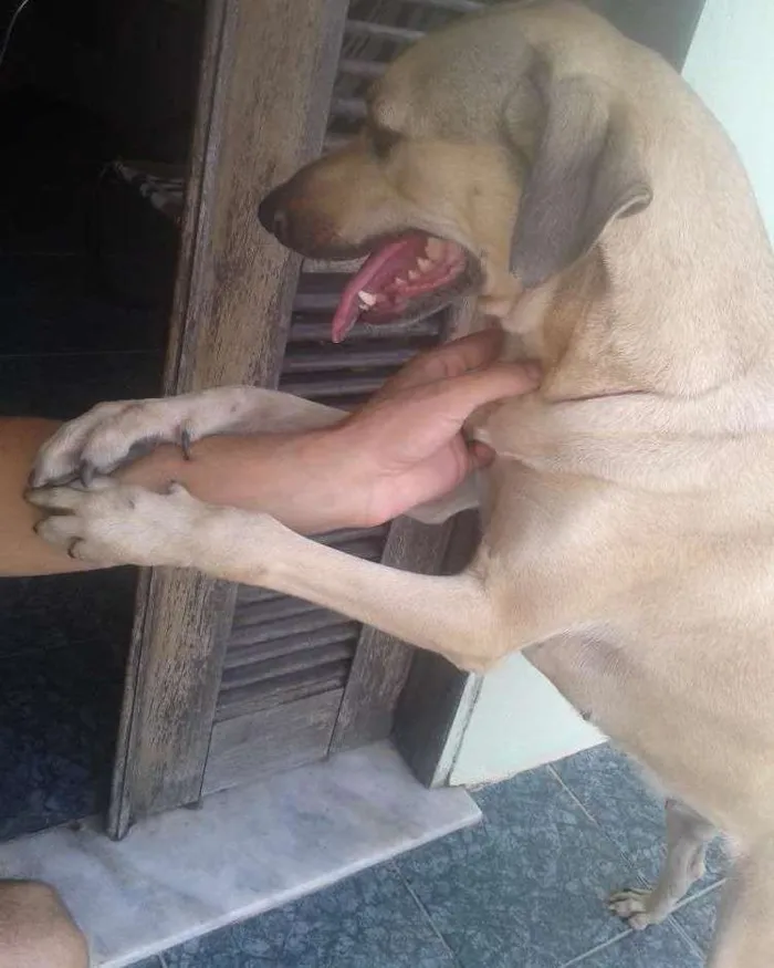 Cachorro ra a Sem raça idade 1 ano nome Pretinha