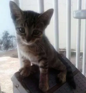 Gato raça  idade 2 a 6 meses nome Filhotes