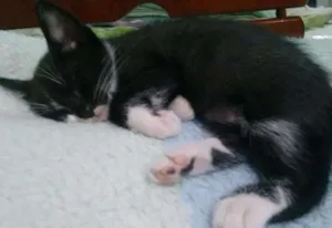 Gato raça Indefinida idade 2 a 6 meses nome FRAJOLA, WHYSKAS E R