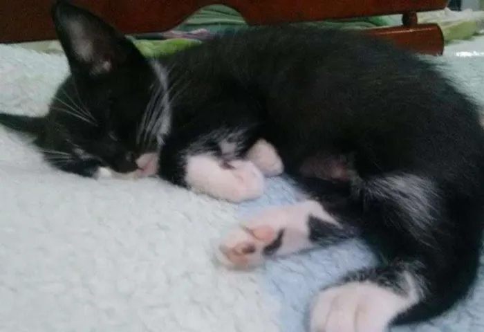 Gato ra a Indefinida idade 2 a 6 meses nome FRAJOLA, WHYSKAS E R