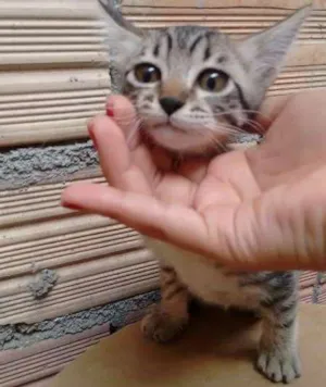 Gato raça Indefinida idade 2 a 6 meses nome FRAJOLA, WHYSKAS E R