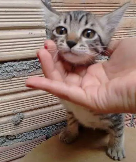 Gato ra a Indefinida idade 2 a 6 meses nome FRAJOLA, WHYSKAS E R