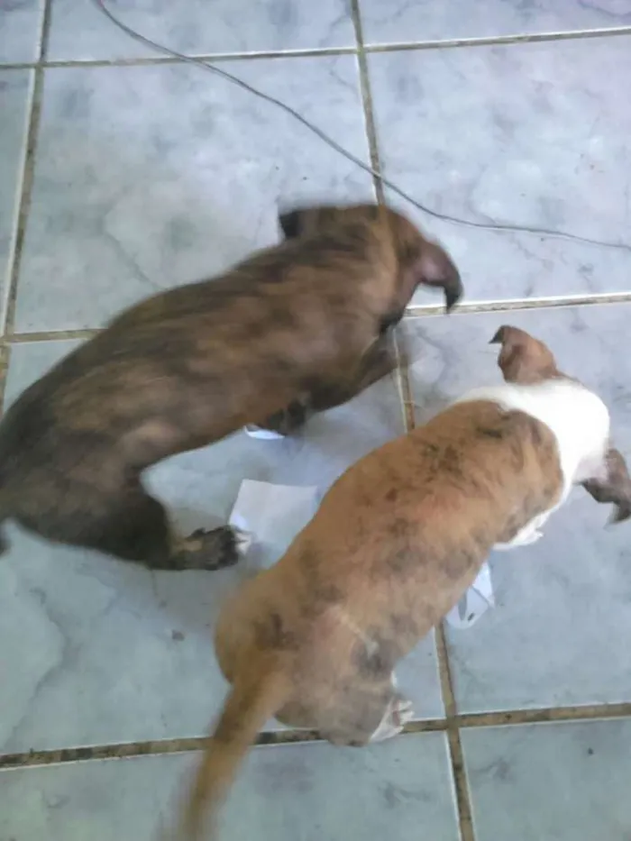 Cachorro ra a Pet bul com viralata idade Abaixo de 2 meses nome São recém nascido