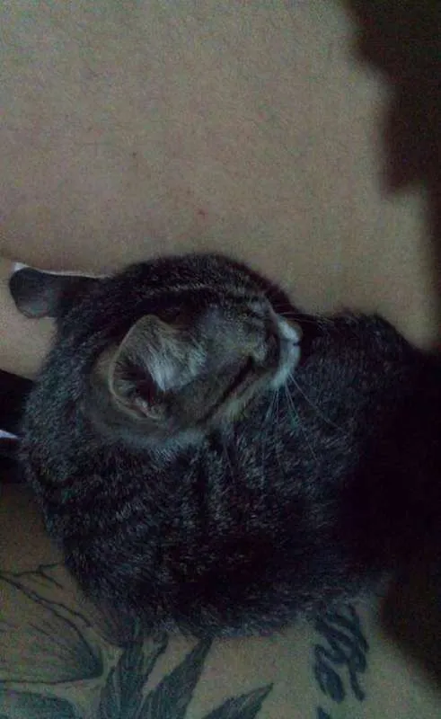 Gato ra a srd idade 2 a 6 meses nome sem nome