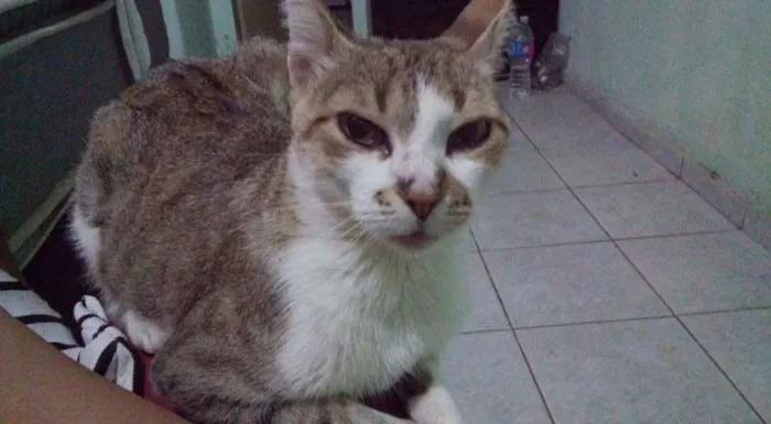 Gato ra a srd idade 2 a 6 meses nome sem nome