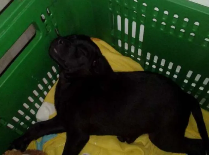 Cachorro raça nao definida idade 2 a 6 meses nome pretinho