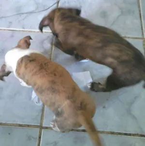 Cachorro raça Pet bul com viralata idade Abaixo de 2 meses nome São recém nascido