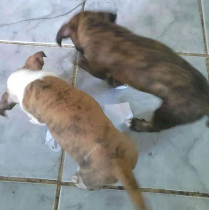 Cachorro ra a Pet bul com viralata idade Abaixo de 2 meses nome São recém nascido