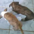 São recém nascido