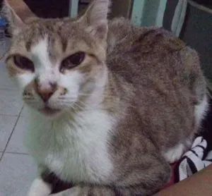 Gato raça srd idade 2 a 6 meses nome sem nome