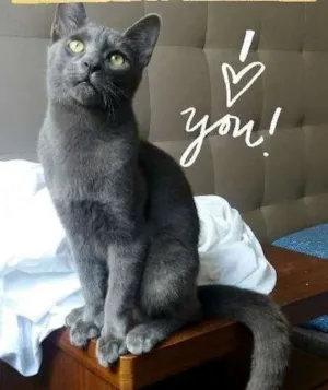 Gato raça srd idade 2 a 6 meses nome Aky