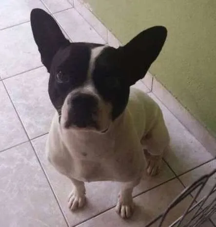 Cachorro ra a SRD idade 3 anos nome Logan