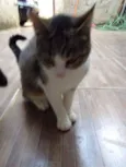 Nina