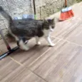 Nina