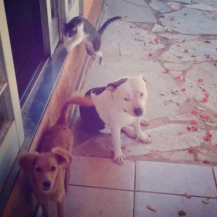Cachorro ra a mestiça idade 1 ano nome Haru