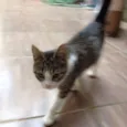 Nina