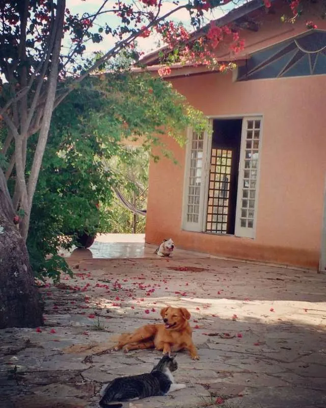 Cachorro ra a mestiça idade 1 ano nome Haru