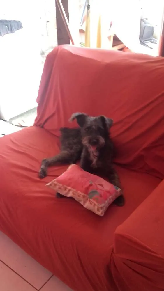 Cachorro raça fox com poodle idade 7 a 11 meses nome CHAY