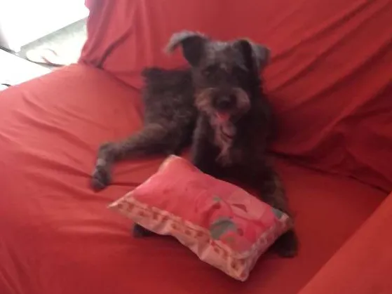 Cachorro raça fox com poodle idade 7 a 11 meses nome CHAY
