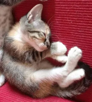 Gato raça  idade Abaixo de 2 meses nome Bela