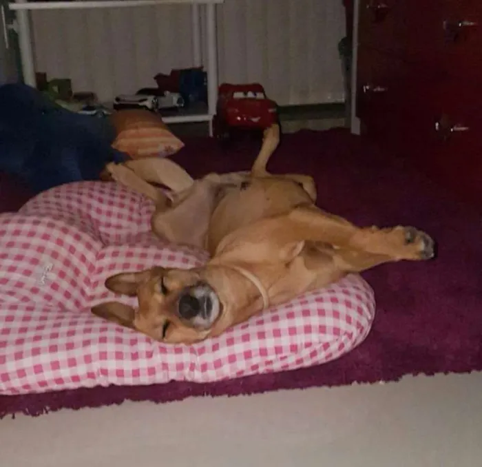 Cachorro ra a SRD idade 2 anos nome Mel