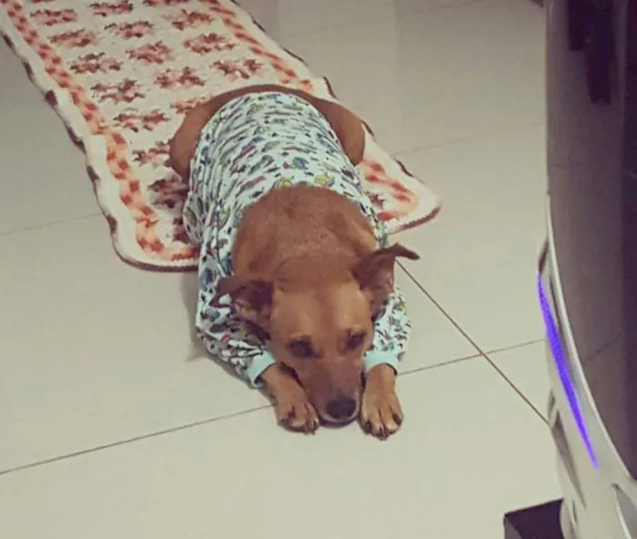 Cachorro ra a SRD idade 2 anos nome Mel