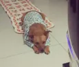 Mel