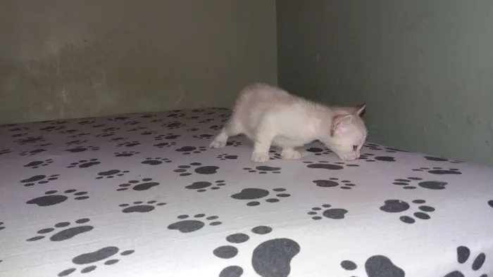 Gato ra a  idade Abaixo de 2 meses nome Mary
